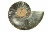 Cut & Polished Ammonite Fossil (Half) - Unusual Black Color #296313-1